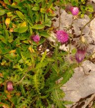 2013-08-18_Regina-F-Rau_Schachen_Blumen  (215).JPG